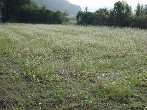Sdsc06563